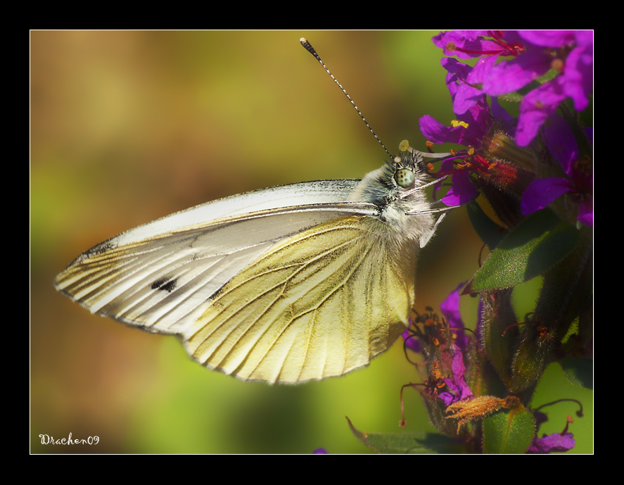 Schmetterling