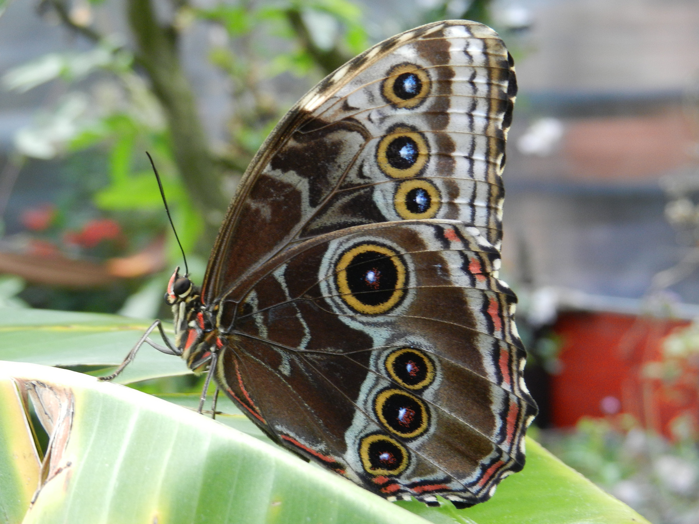 Schmetterling