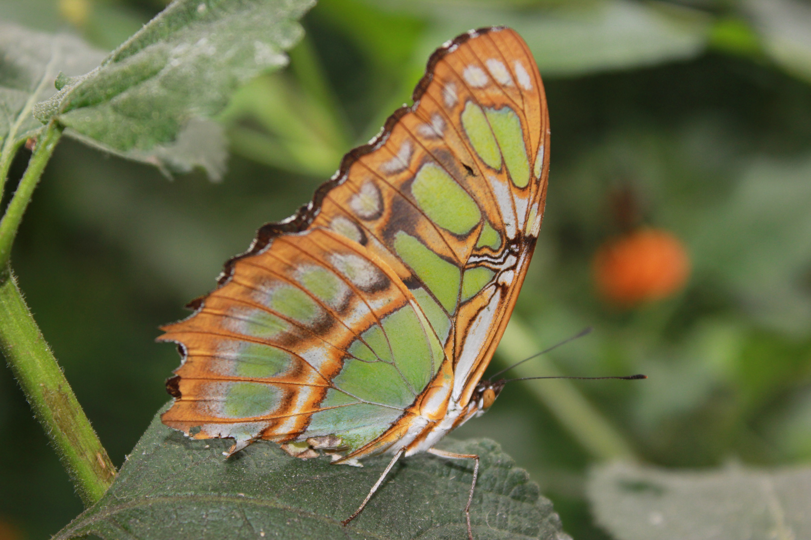 Schmetterling