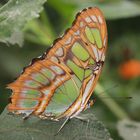 Schmetterling