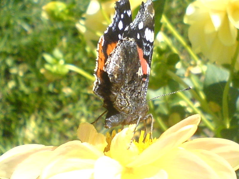 Schmetterling