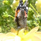 Schmetterling