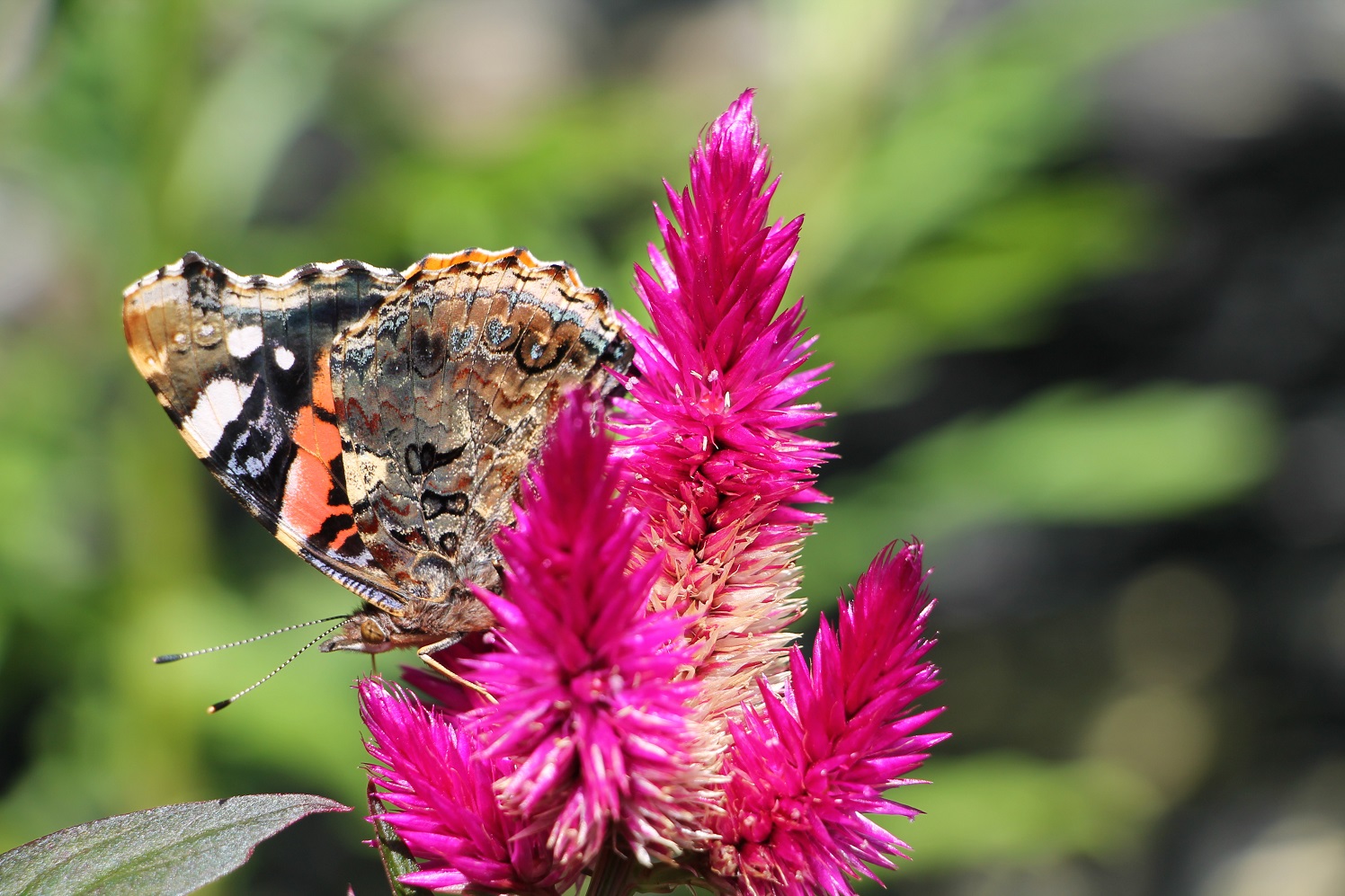 Schmetterling