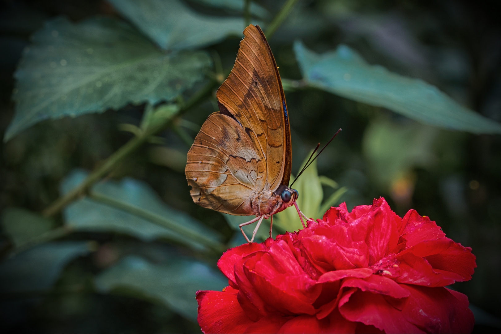 Schmetterling