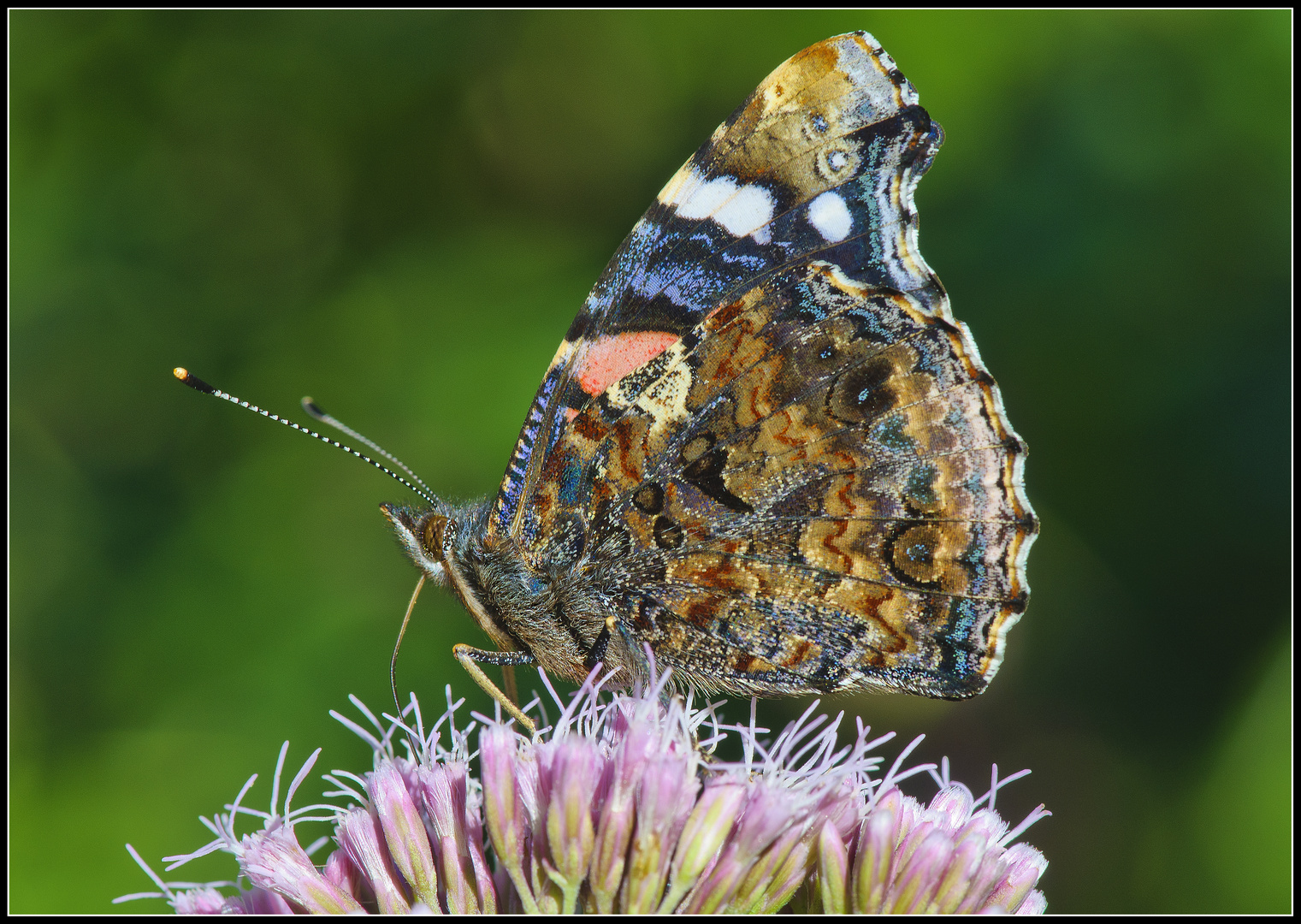 Schmetterling 14-1 (Admiral)