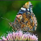 Schmetterling 14-1 (Admiral)