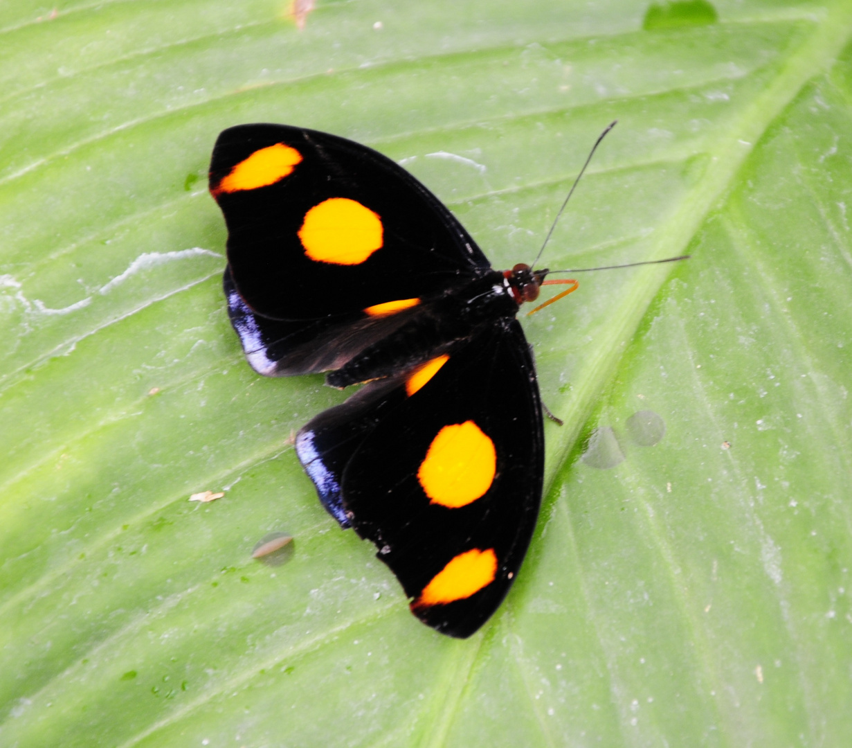 Schmetterling 14