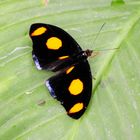 Schmetterling 14