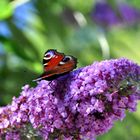 Schmetterling