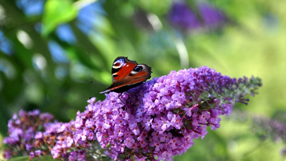 Schmetterling