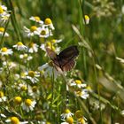 Schmetterling