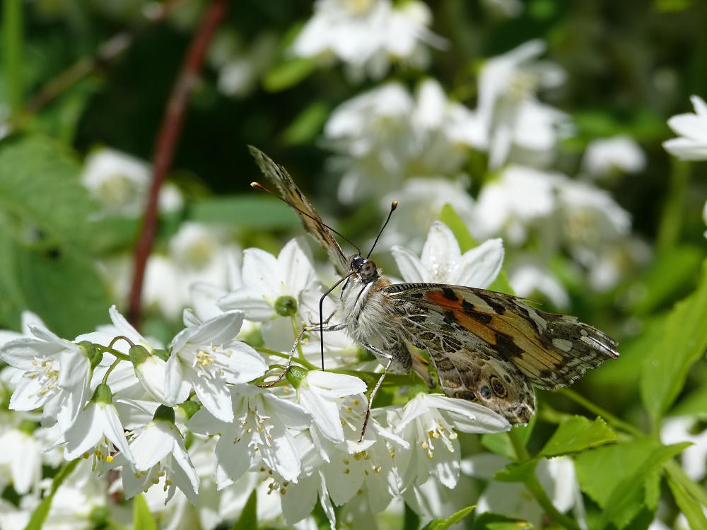 Schmetterling