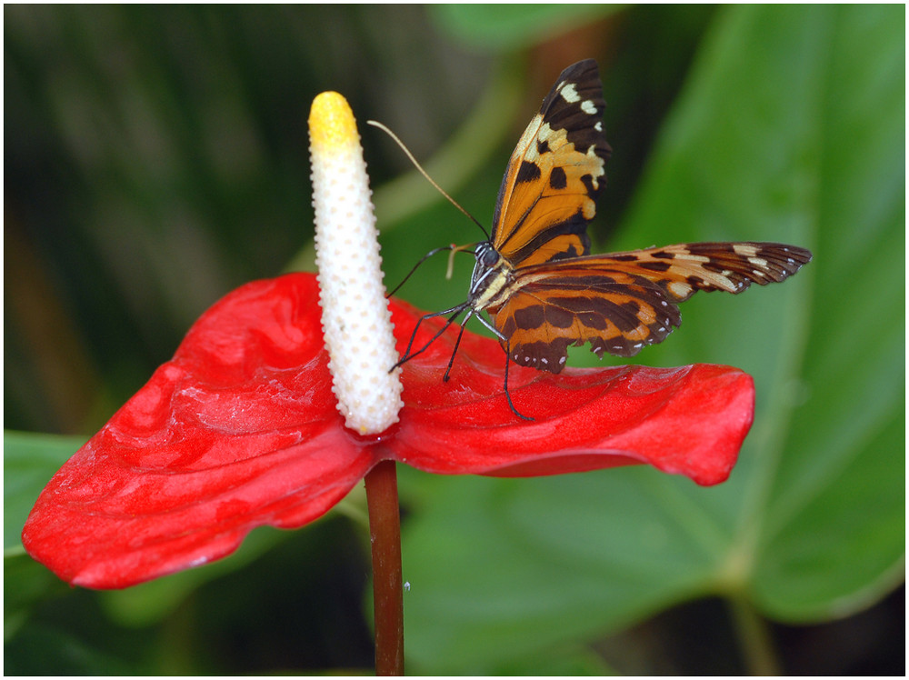 Schmetterling von Günter Dudde 