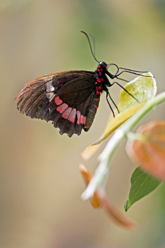 Schmetterling