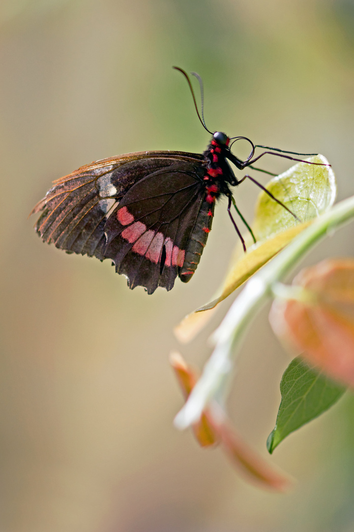 Schmetterling