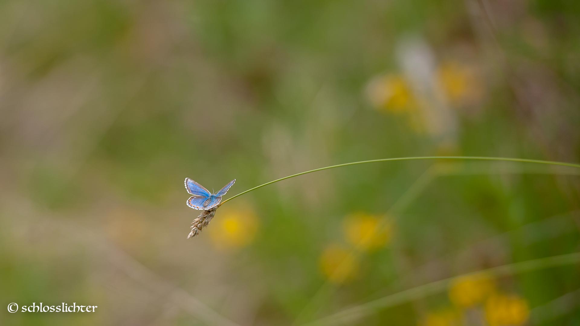 Schmetterling