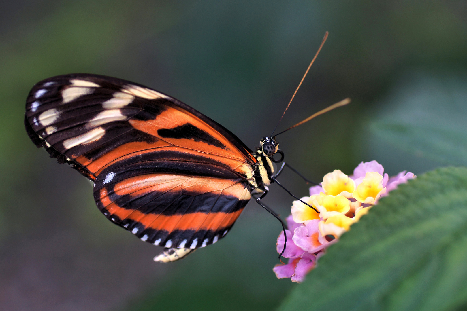 Schmetterling