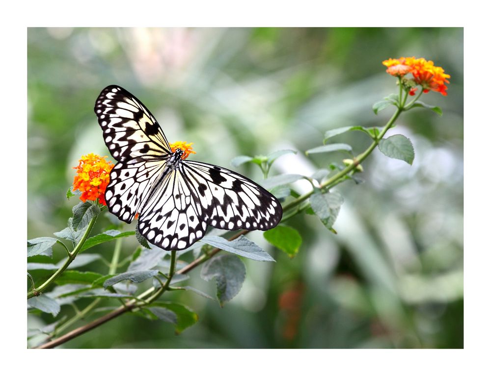 Schmetterling