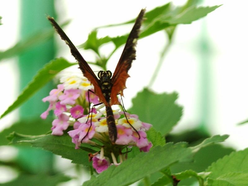 Schmetterling