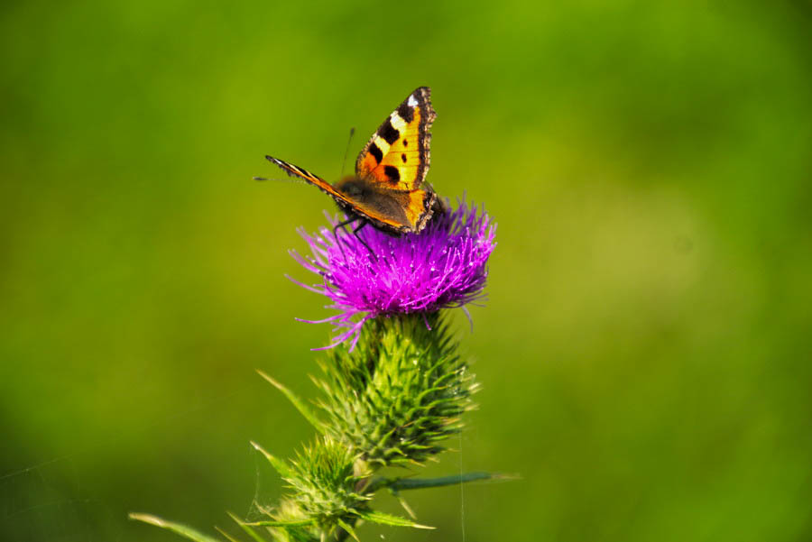 Schmetterling