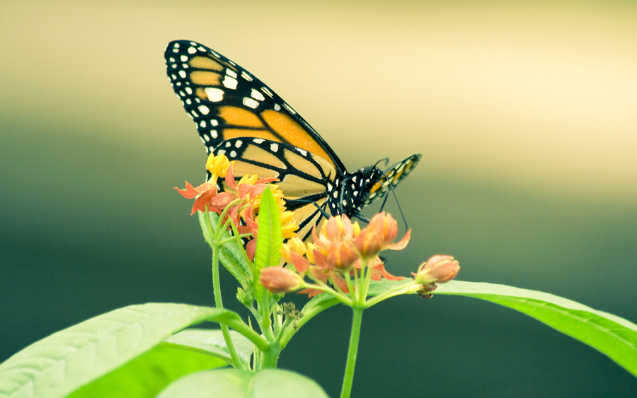 Schmetterling