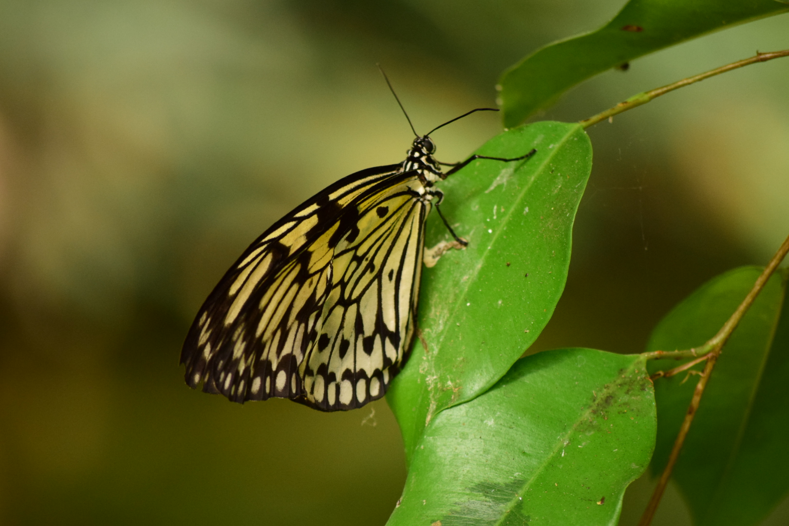 Schmetterling 