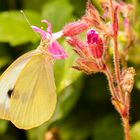 schmetterling