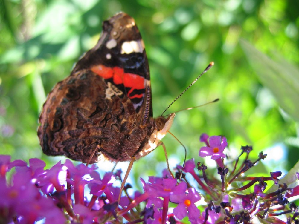 Schmetterling