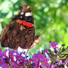 Schmetterling