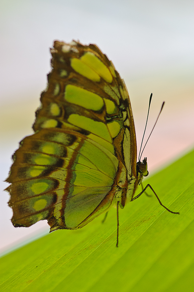 Schmetterling