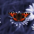 Schmetterling