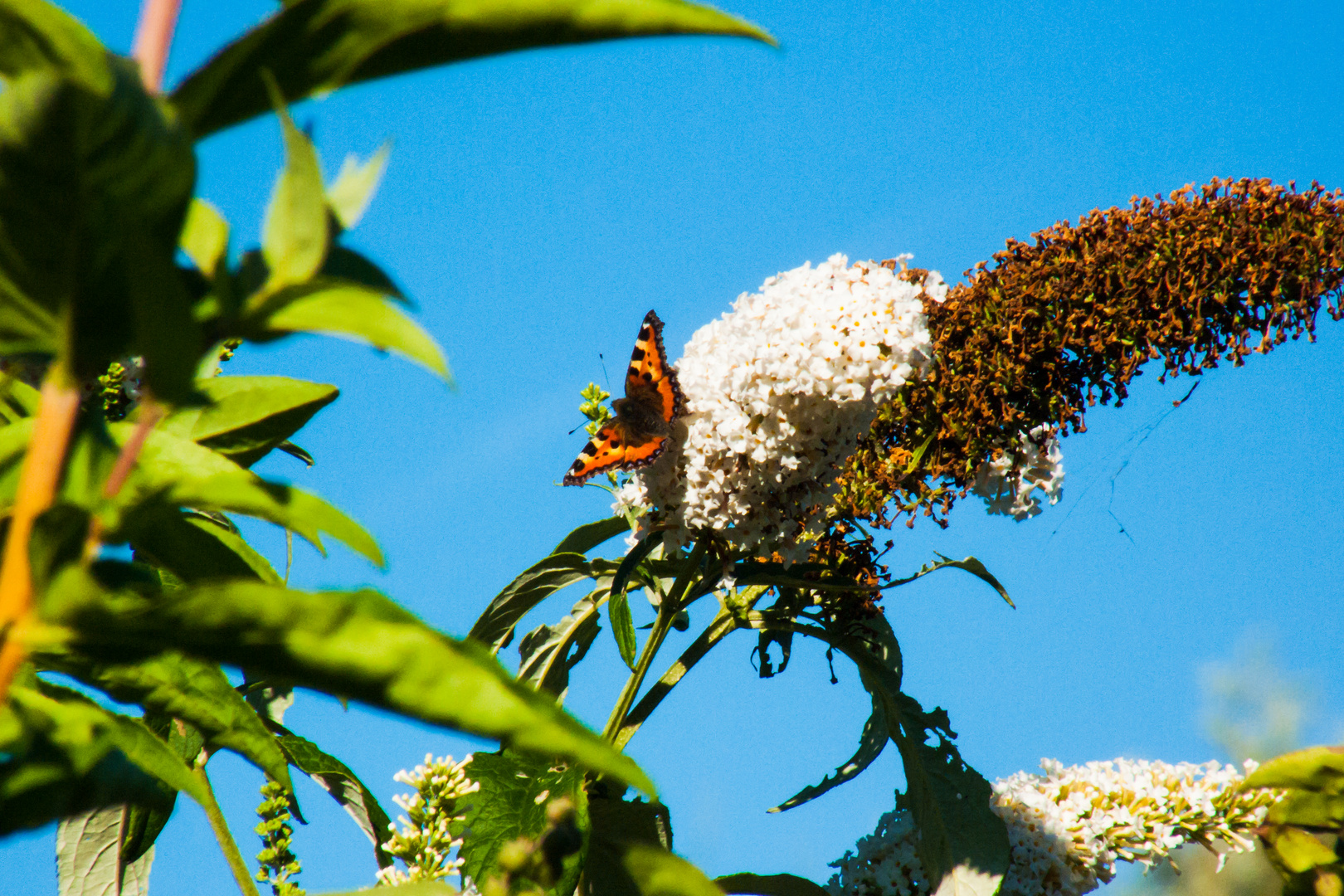 Schmetterling