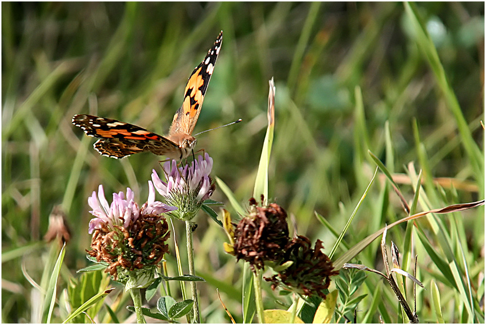 Schmetterling