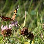 Schmetterling