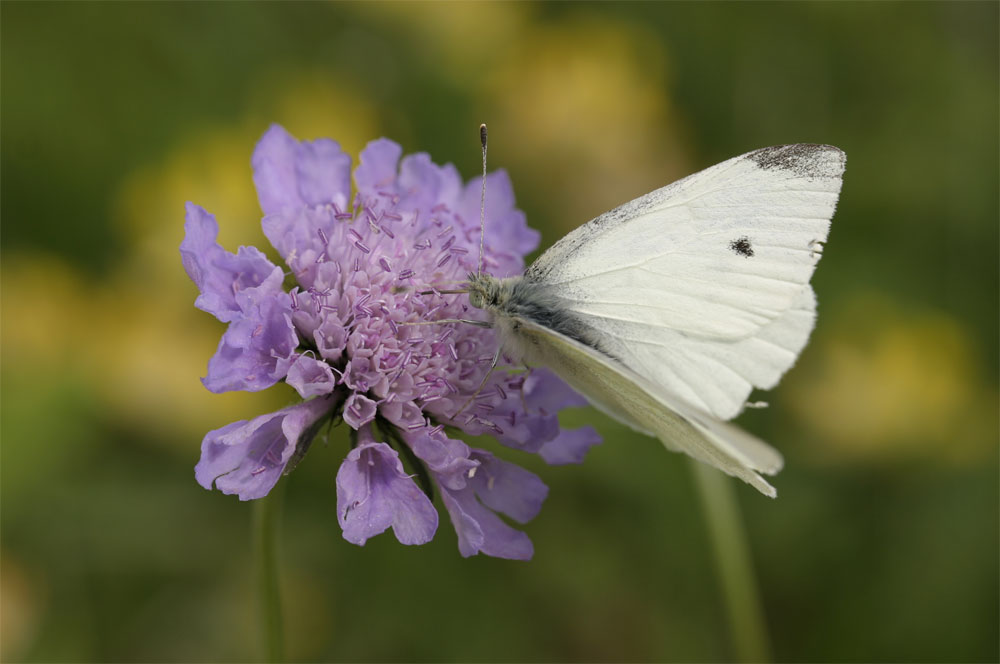 Schmetterling