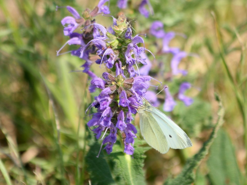 Schmetterling