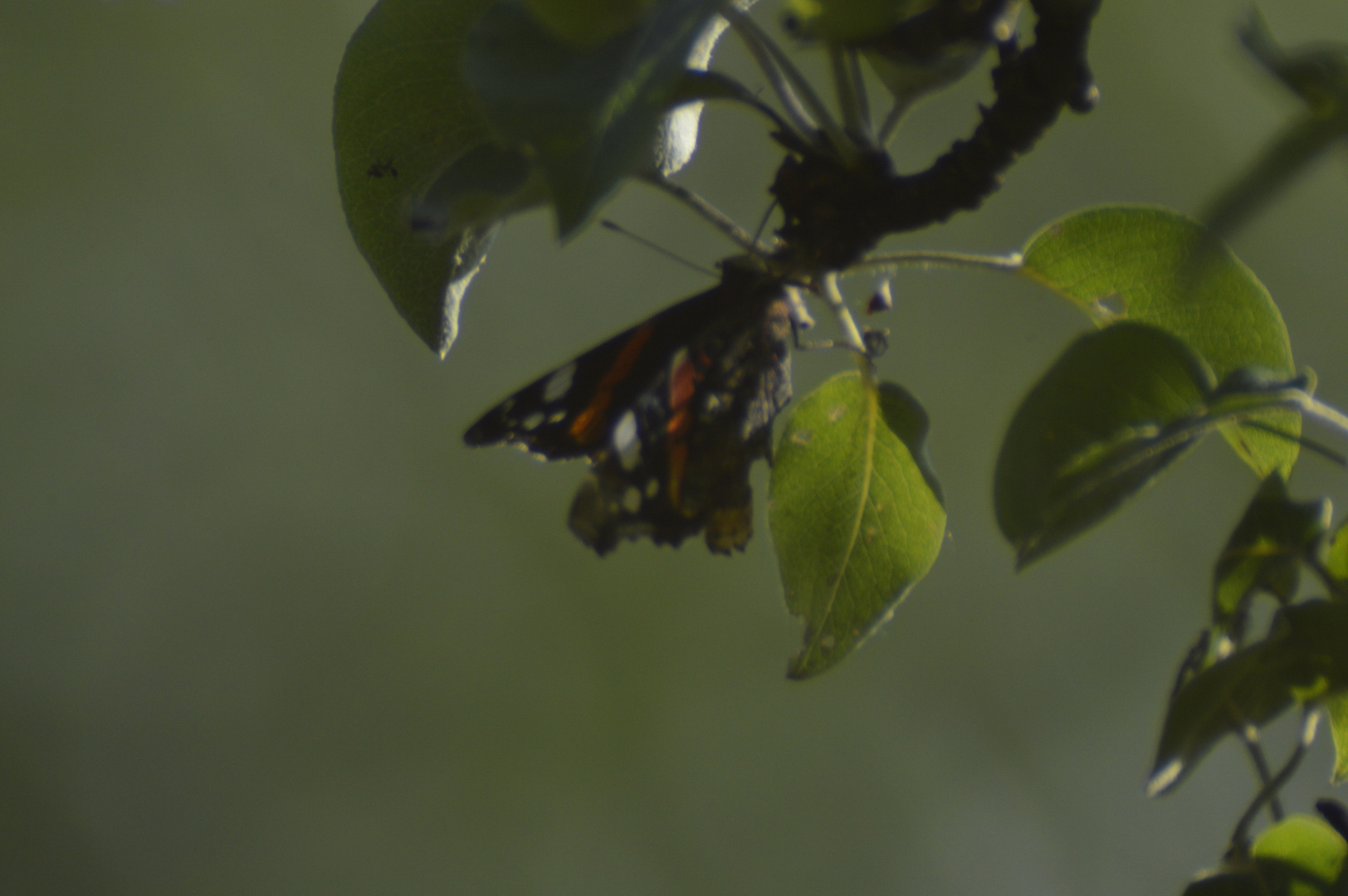 Schmetterling