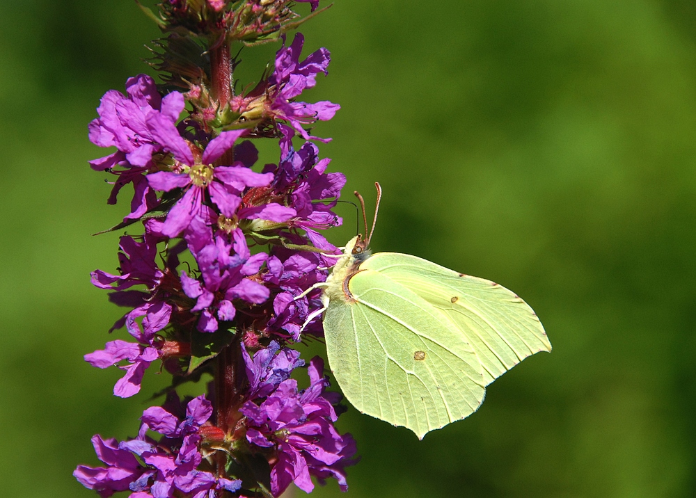 Schmetterling