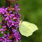 Schmetterling