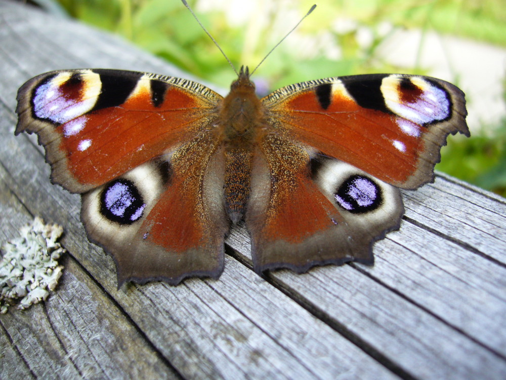 Schmetterling