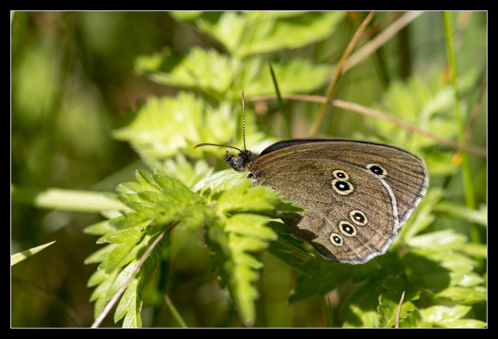 Schmetterling