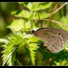 Schmetterling