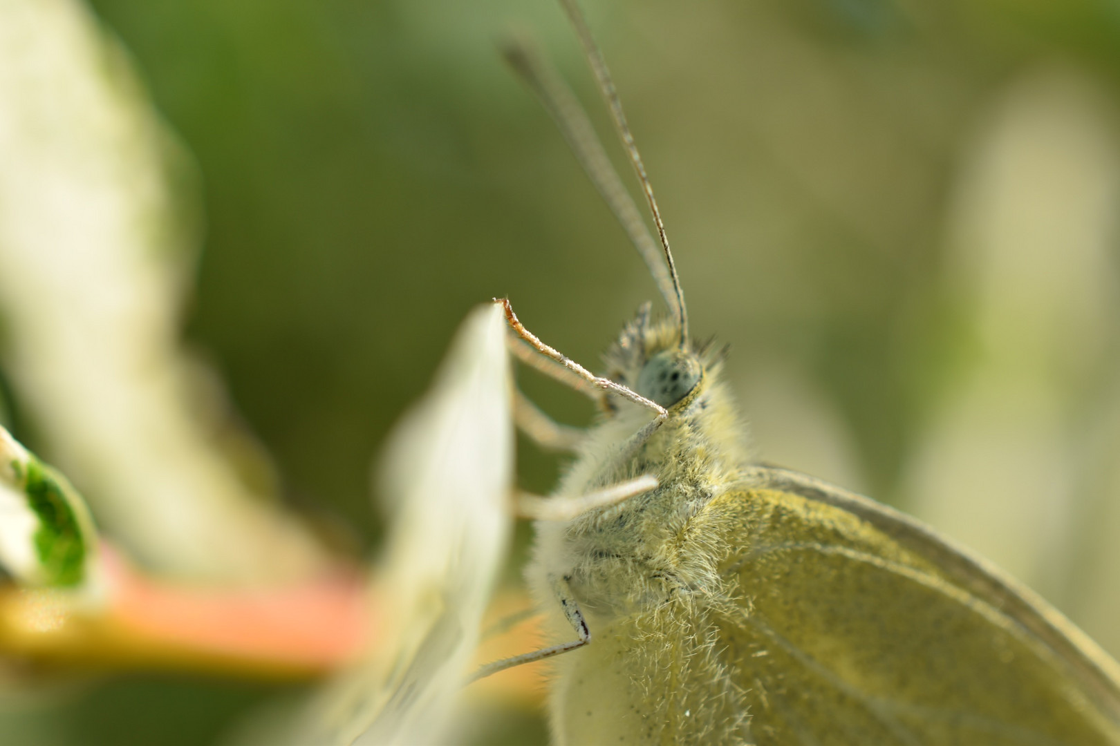 Schmetterling