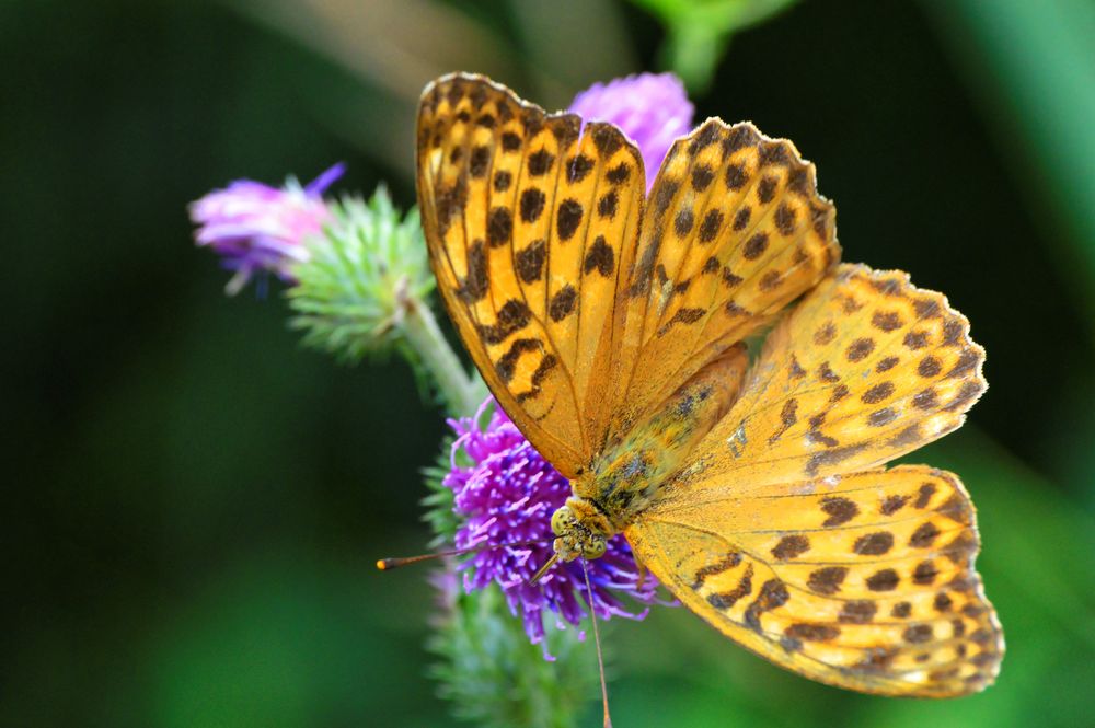 Schmetterling