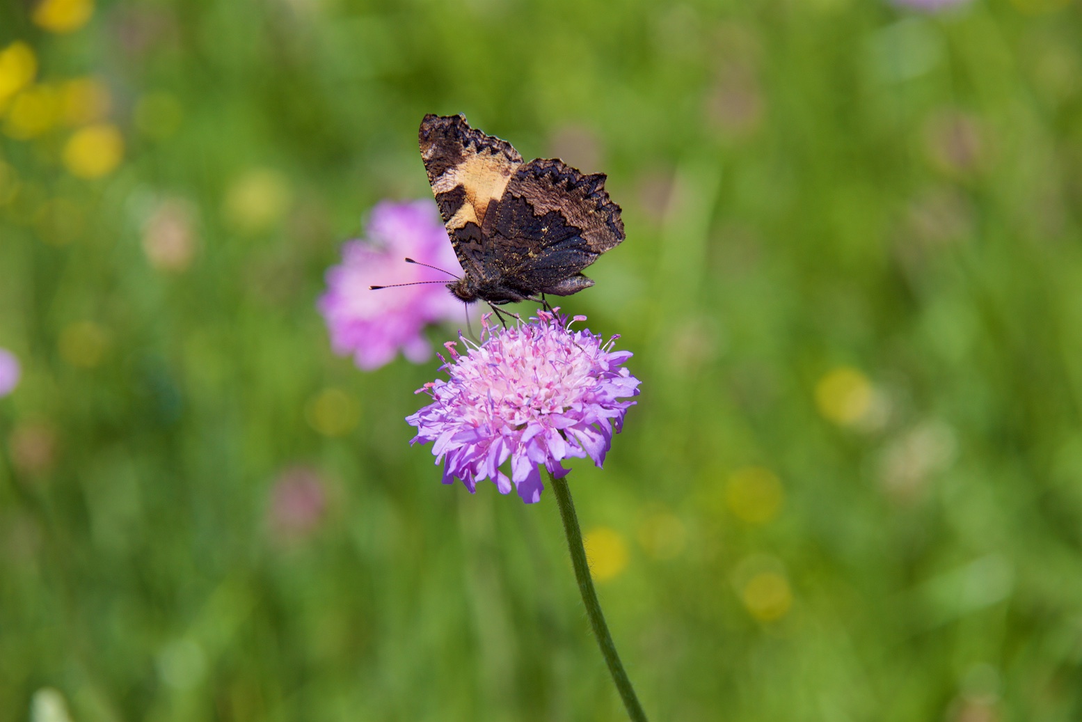 Schmetterling