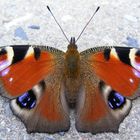 Schmetterling