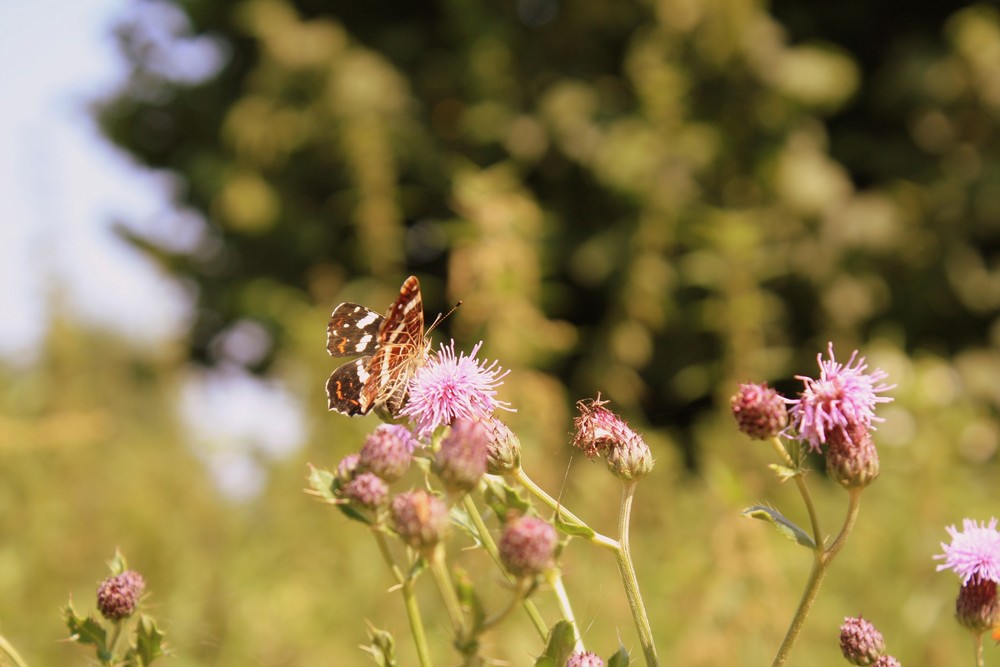 Schmetterling