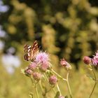 Schmetterling