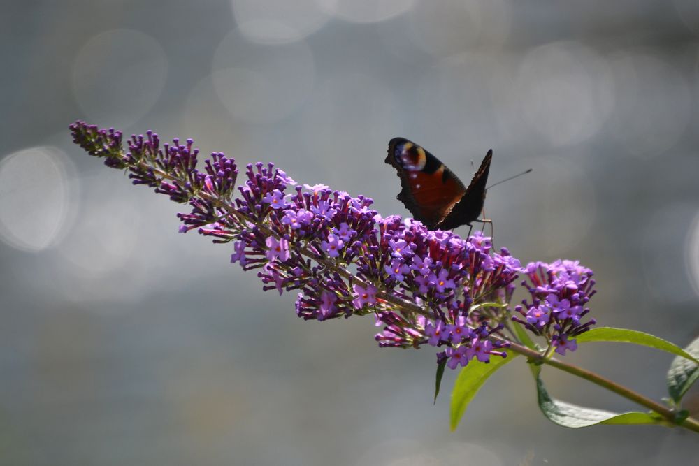 Schmetterling