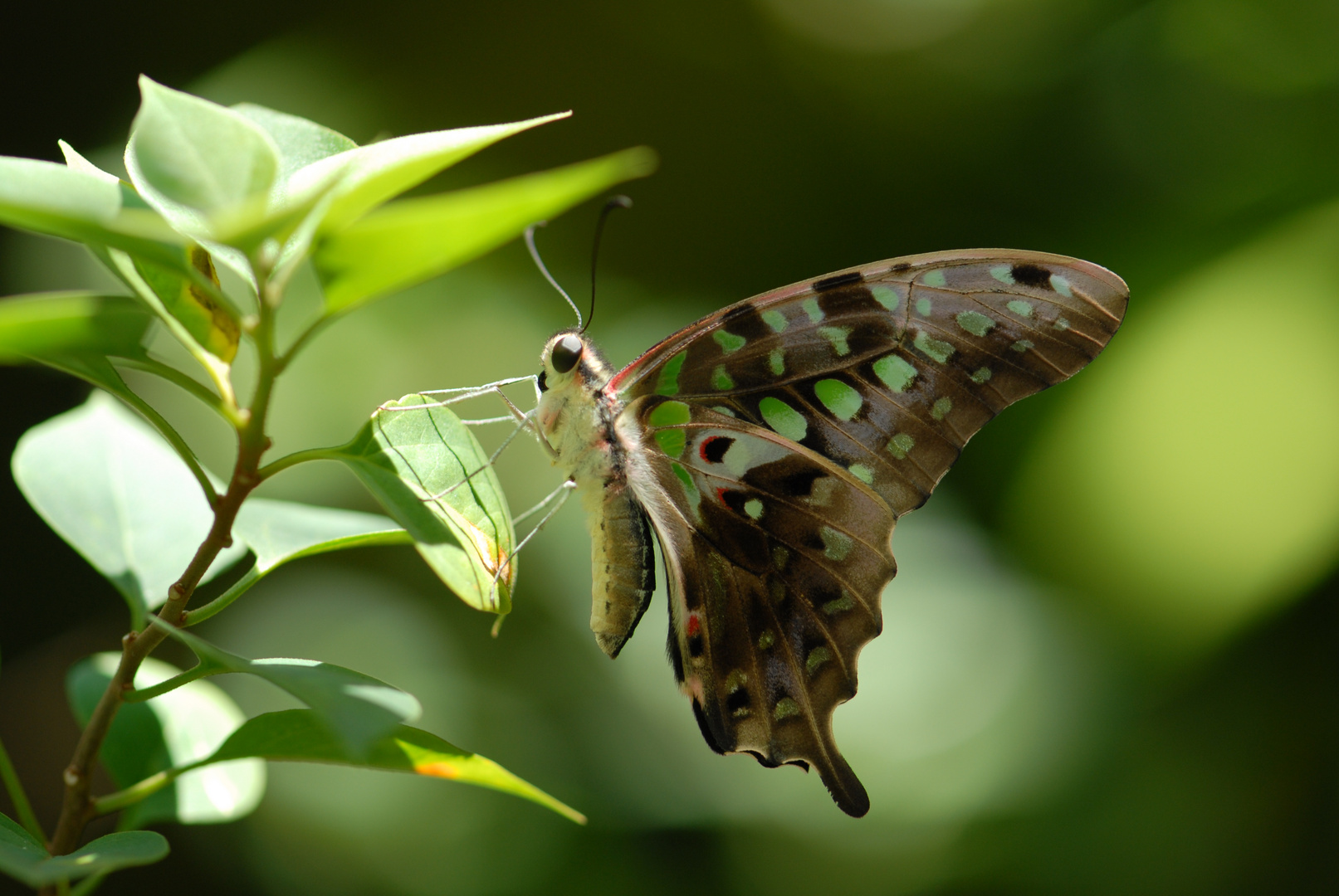 Schmetterling